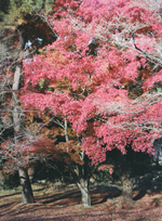 fall Kyoto